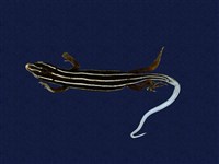 藏品(琉球藍尾石龍子)的圖片